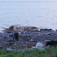 Illustration for article titled Gorgeous Photos Show Bears and Wolves Feasting Together on a Dead Whale